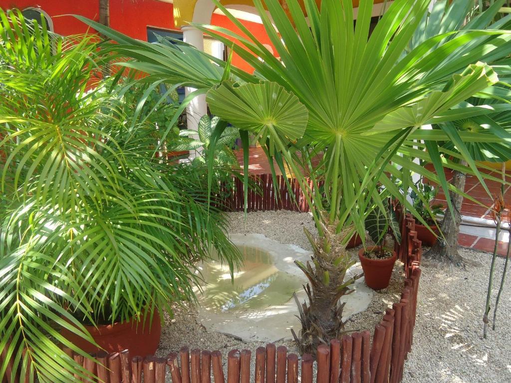 El Acuario Hotel Playa del Carmen Exterior foto